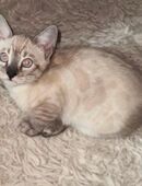 Bengal Kitten (charcoal)in traumhafter Optik in 16269