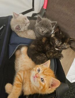 Kitten LKH / EKH Mix - Fürstenfeldbruck