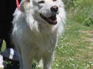 DIAS - sanfter, freundlicher Hundemann - Aerzen