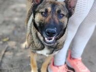 Die liebe Valentina sucht ein Zuhause ! - Dortmund