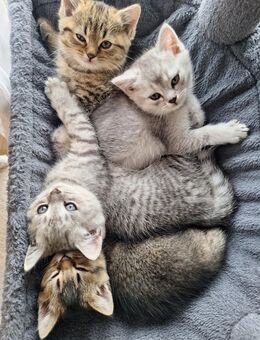 Kleine Abenteurer suchen ihr liebevolles Zuhause! - Nürnberg