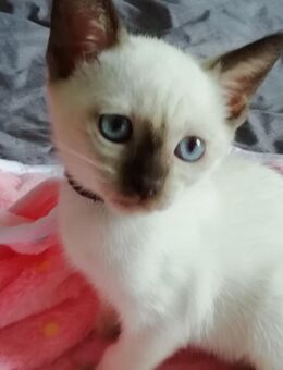 Reinrassige Thai Kitten - Dresden