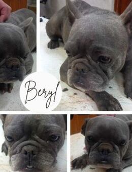 BERYL PP Bestager sucht ihre Familie - Neustadt (Rübenberge)