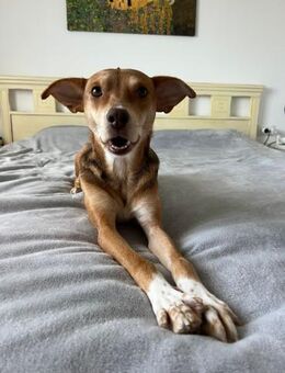 zauberhafte Lara wartet in BY - Augsburg