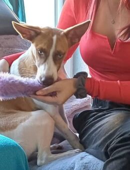 Erna, 6 Mon., sucht ihr Zuhause - Bestensee