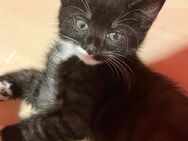 Bkh mix Baby amy 12 Wochen mega anhänglich ab sofort Black tabby weiß - Bottrop