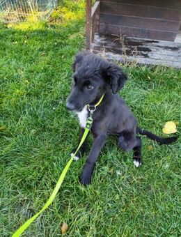 ARVO - etwas vorsichtig annähern - Overath