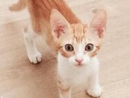 Lieber, junger Kater Pelayo - Karlsruhe