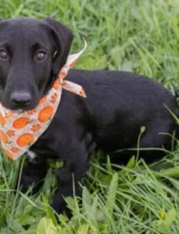 süße, kleine Rosalie sucht Zuhause! - Duisburg