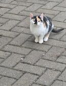 5x Katzen Freigänger in 92681