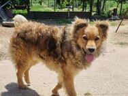 Rocky...von der Straße ins Herz - Tholey