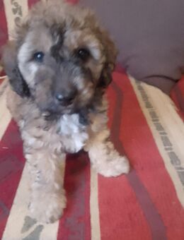 Welpenzwergpudel - Geisa