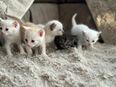 Flauschalarm! Unsere Baby-Kitten wollen dein Herz erobern! in 66129