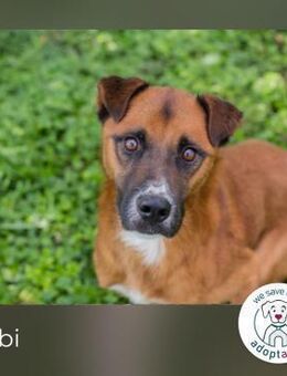 Abbi: sucht ein Zuhause - Kirchzell