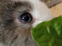 Profil