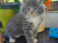 Meine Coon Katze - Gimbsheim