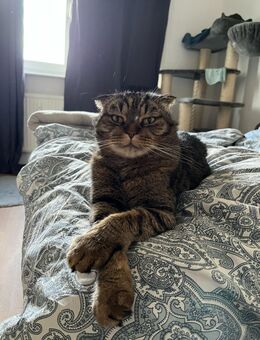 Zwei Herzen, ein Zuhause gesucht - Berlin