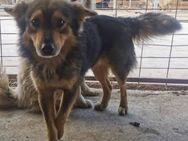 Ellie sucht ein liebevolles Zuhause - Blankenheim (Nordrhein-Westfalen)