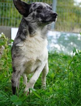 Scotty-VA- ungewöhnlicher Mudimix - Neustadt (Rübenberge)