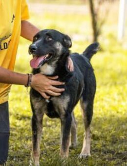 DUSTER - höflich und ruhig unterwegs - Overath
