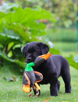 Welpen Labrador in schwarz mit Ahnenpass Labradorwelpen - Unstruttal