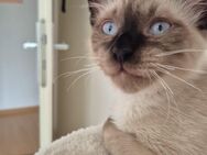 Kitten Kater Mekong Bobtail (15 Wochen alt) - München