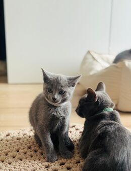 Russisch blau Kitten von Seriösen Züchter - Paderborn