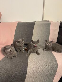 BKH Kitten Blue - Dortmund Kreuzviertel