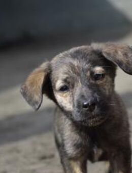 Verschmuster Welpe Lenny - Schnarup-Thumby