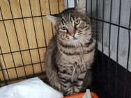 NOTFALL🆘 Armer lieber Tiger 🆘 - Eislingen (Fils)