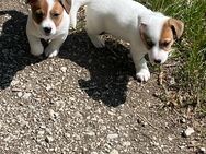 Reinrassige Welpen Jack Russell Terrier, von 28.06 verfügbar abzugeben - Erlangen