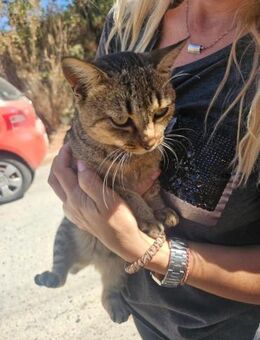 Luna aus dem Tierschutz - Grevenbroich