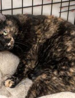 Gioconda -soziale Kätzin möchte ankommen - Bad Camberg