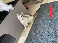Katzenkinder EKH/BKH Mix zu verkaufen - Ohrdruf Zentrum