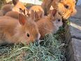 Löwenköpfchen Zwergkaninchen Jungtiere abzugeben in 06449