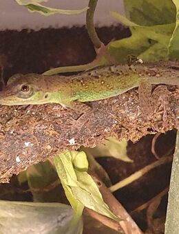 Anolis Roquet Summus Nachzuchten m. gelben Kehllappen männlich ca. 11–13 cm gross - Teupitz