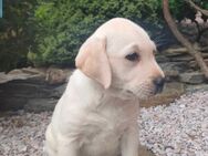 Labrador Retriever - süßer Junge ❤️ - Monschau