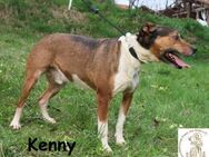 Kenny - aktiver Familienhund - Kissing