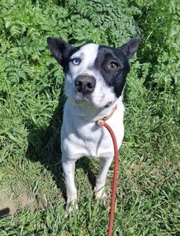 Bluey- lieb, verträglich - Tettau (Bayern)