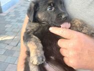 Welpen Goldenretriver Schäferhund - Außernzell