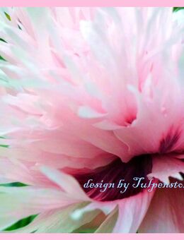 ♥ Riesen Mohn rosa gefüllt,Samen,Pfingstrose Bienen Garten Tulpenstolz Saatgut - Hamburg