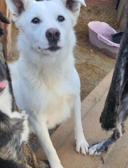 Nia 50 cm - Alpenrod