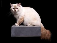 Ragdoll Katze 2 Jahre mit Stammbaum bereits kastriert - Gladbeck