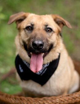 Treue MASHA - ein perfekter Familienhund - Bad Bevensen