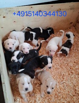 Boxer Mischlings Welpen - Büttstedt
