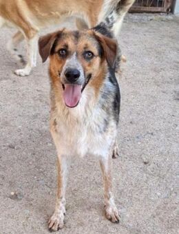 Melody-Love, ein Sonnenschein! - Mettmann