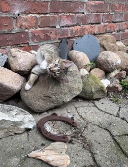 Babykatzen zu verkaufen - Kutenholz