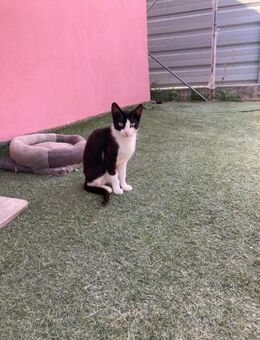 💖Sanfte Katzendame Ary💖 - Eislingen (Fils)