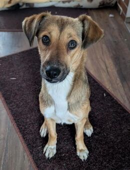 Alita, auf PS in 06242 Braunsbedra - Bochum