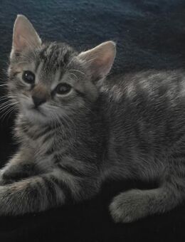 1Katzen/ Kitten - Neustadt (Weinstraße)